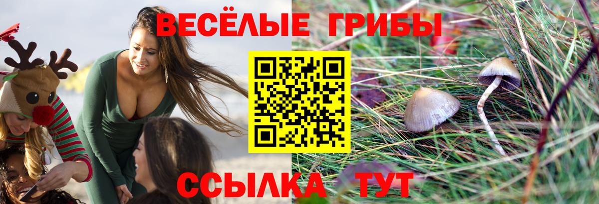 Псилоцибиновые грибы Psilocybine cubensis Муравленко